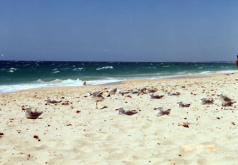 Swanbourne Beach