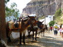 Fira