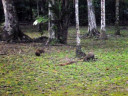 animals in Tikal