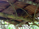 Tarsier Conservation Area