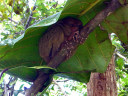 Tarsier Conservation Area