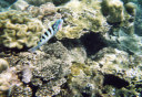 Snorkeling in Lembongan Island