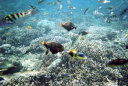 Snorkeling in Lembongan Island