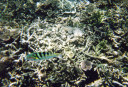 Snorkeling in Lembongan Island