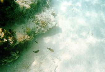 snorkeling in Gili Meno