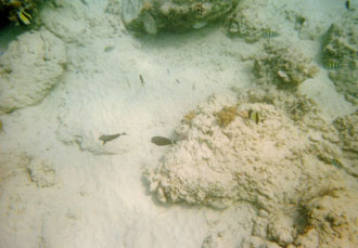 snorkeling in Gili Meno