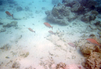 snorkeling in Gili Meno