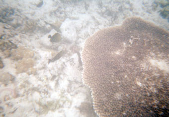 snorkeling in Gili Meno