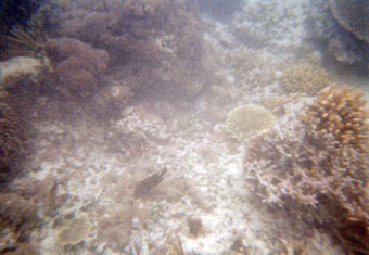 snorkeling in Gili Meno