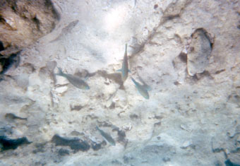 snorkeling in Gili Meno