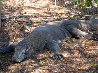 Komodo National Park, Rinca Island