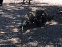 Komodo Island