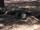 Komodo Island