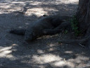 Komodo Island