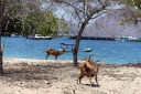 Komodo Island