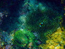 snorkelling in Okinawa Blue Cave