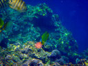 snorkelling in Okinawa Blue Cave