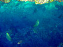 snorkelling in Okinawa Blue Cave