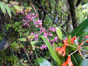 Mt. Kinabalu Botanical Garden