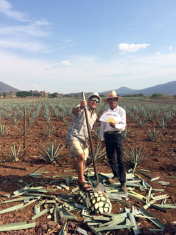 Agave Fields