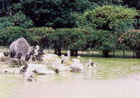 Jurong Bird Park