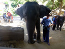 Elephant Show