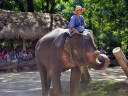 Elephant Show