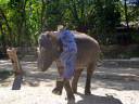 Elephant Show