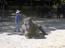 Elephant Show