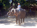 Elephant Show