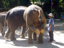 Elephant Show