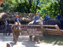 Elephant Show