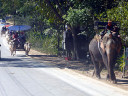 Oxen Cart Riding