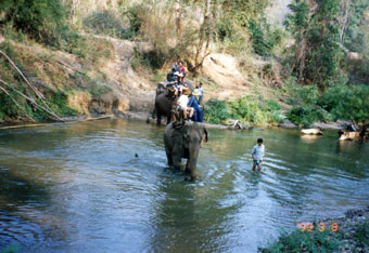 elephant ride