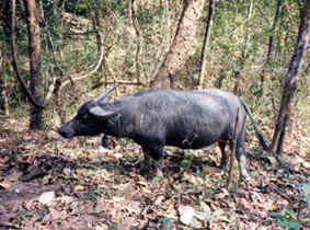 animals on the trekking