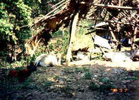 animals on the trekking