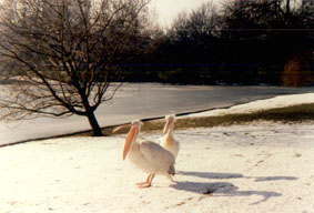 St. James's Park