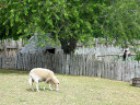 Plimoth Plantation