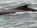 Whale Watching in Cape Cod Bay