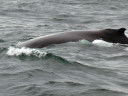 Whale Watching in Cape Cod Bay