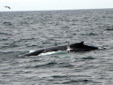 Whale Watching in Cape Cod Bay