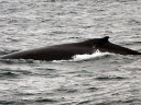 Whale Watching in Cape Cod Bay