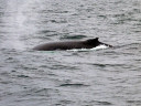 Whale Watching in Cape Cod Bay