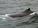 Whale Watching in Cape Cod Bay