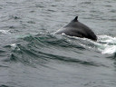 Whale Watching in Cape Cod Bay