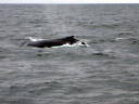 Whale Watching in Cape Cod Bay