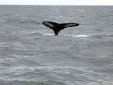 Whale Watching in Cape Cod Bay