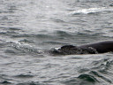 Whale Watching in Cape Cod Bay