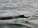 Whale Watching in Cape Cod Bay