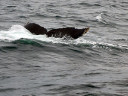 Whale Watching in Cape Cod Bay